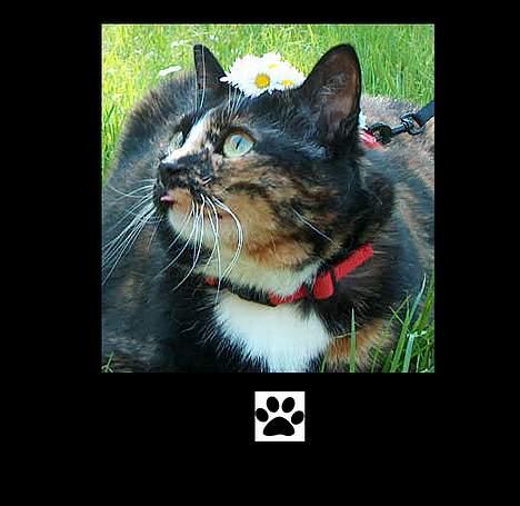 Huskat GISMO billede 3