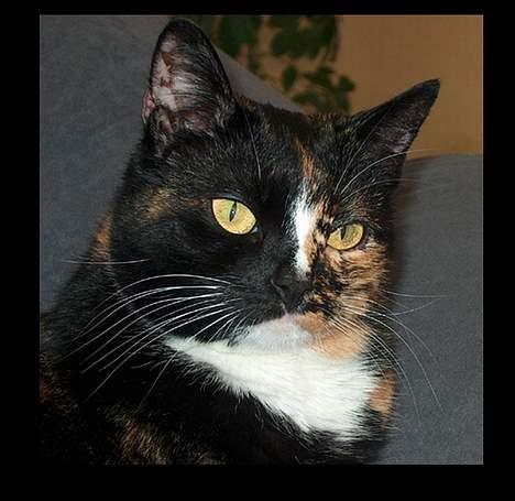 Huskat GISMO billede 4