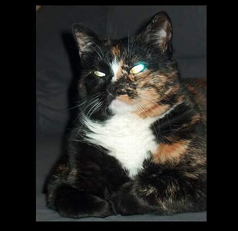 Huskat GISMO billede 5