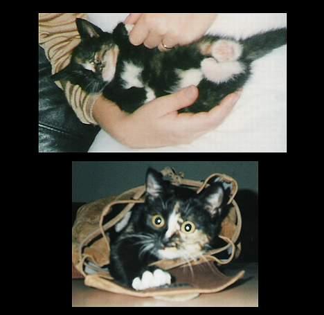 Huskat GISMO billede 6