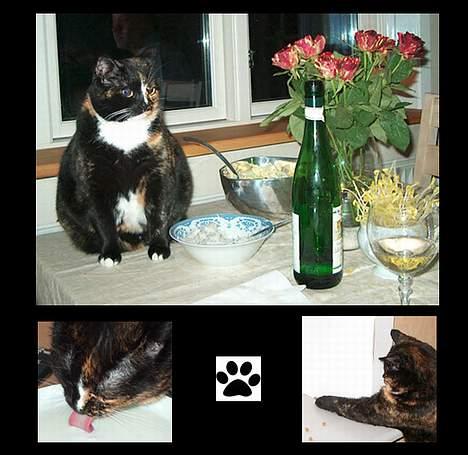 Huskat GISMO billede 7