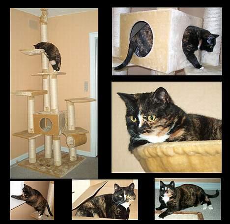 Huskat GISMO billede 8