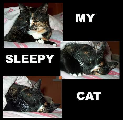 Huskat GISMO billede 9