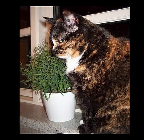 Huskat GISMO billede 10