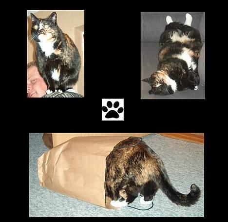 Huskat GISMO billede 11