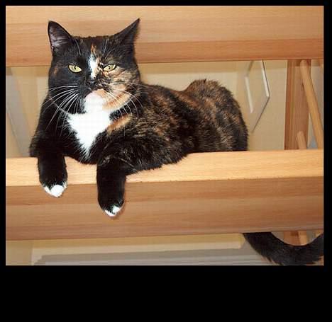 Huskat GISMO billede 12