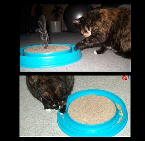 Huskat GISMO billede 13