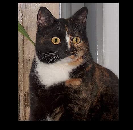 Huskat GISMO billede 14