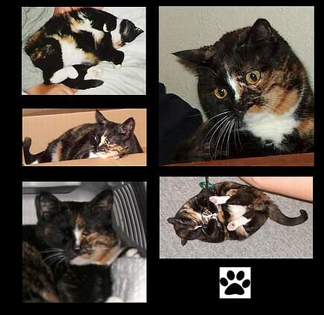 Huskat GISMO billede 15