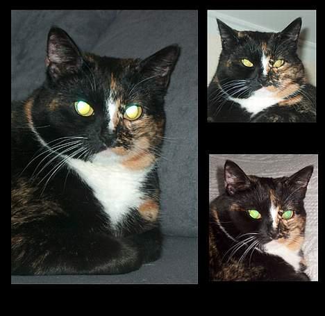 Huskat GISMO billede 16