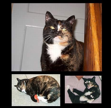 Huskat GISMO billede 17