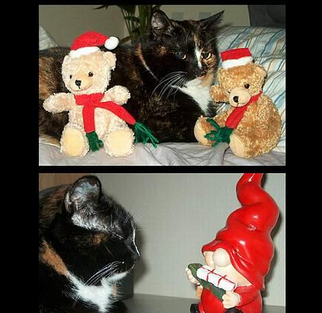 Huskat GISMO billede 18