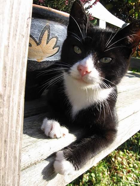 Huskat Mitte billede 1