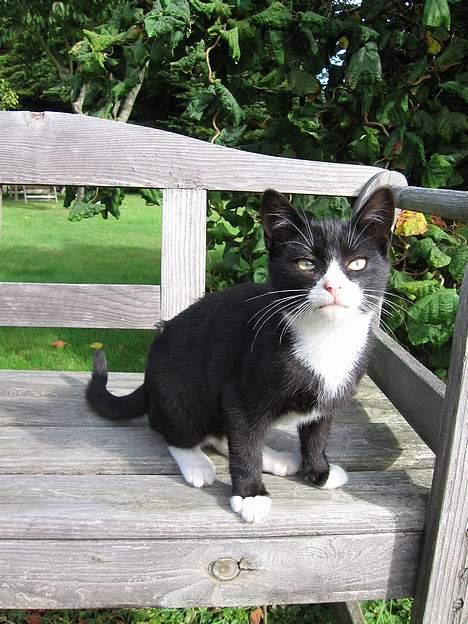 Huskat Mitte billede 2