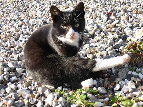 Huskat Mitte billede 3