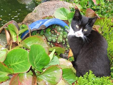 Huskat Mitte billede 4