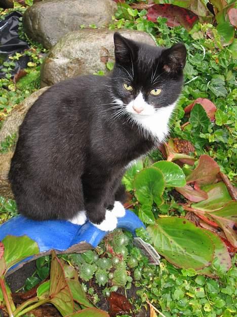 Huskat Mitte billede 5