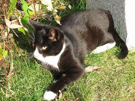 Huskat Mitte billede 6