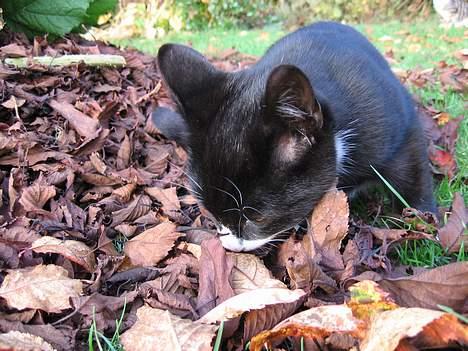 Huskat Mitte billede 7