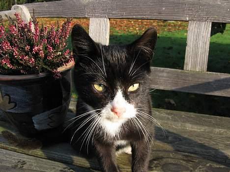 Huskat Mitte billede 8