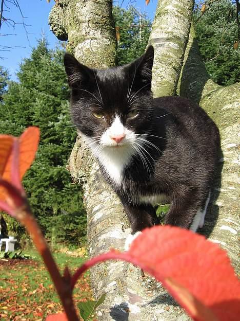 Huskat Mitte billede 9