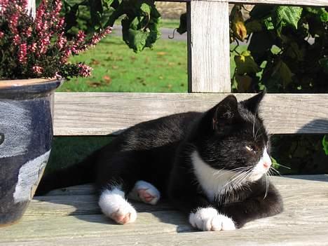 Huskat Mitte billede 10