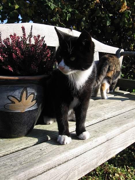 Huskat Mitte billede 11