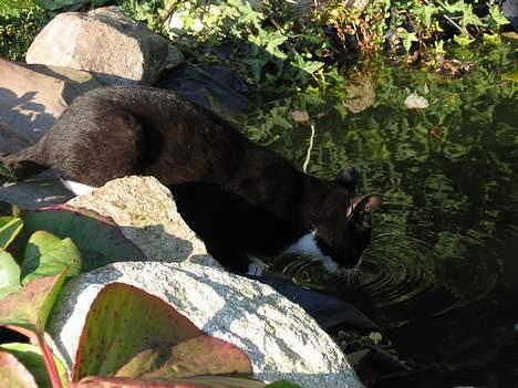 Huskat Mitte billede 12