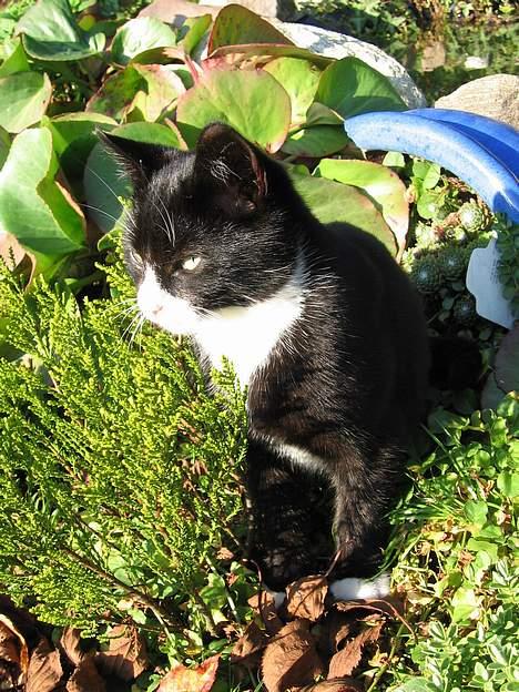 Huskat Mitte billede 13