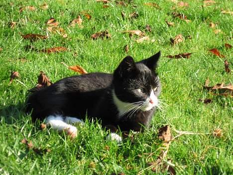 Huskat Mitte billede 14