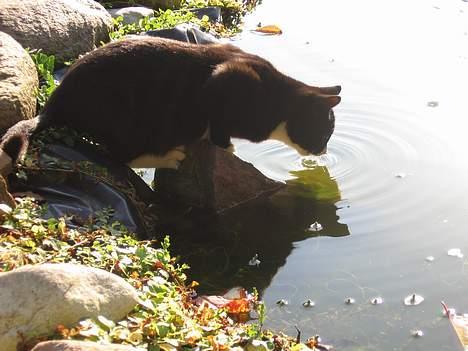 Huskat Mitte billede 15