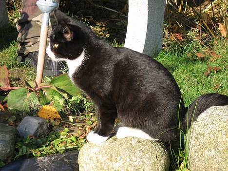 Huskat Mitte billede 16