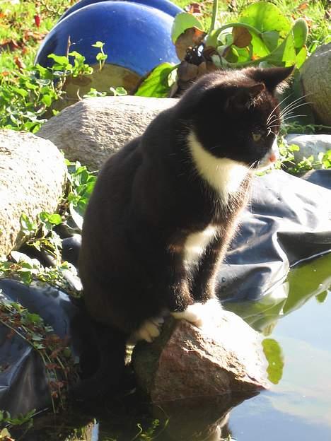 Huskat Mitte billede 17