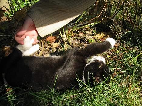 Huskat Mitte billede 18