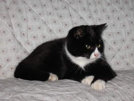 Huskat Mitte billede 19