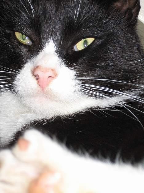 Huskat Mitte billede 20