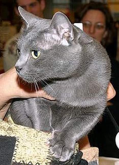 Korat Tammy billede 4