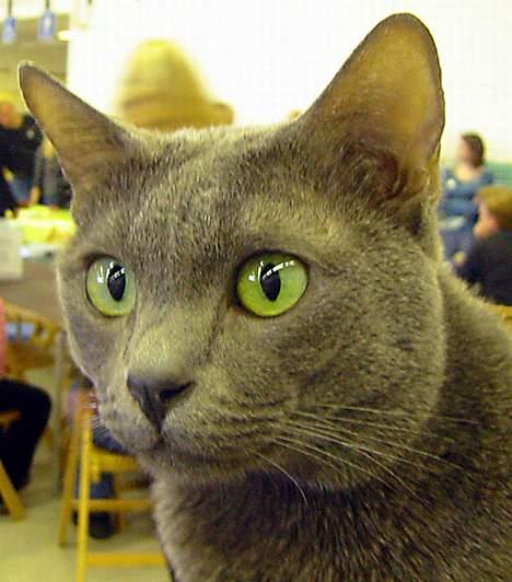 Korat Tammy billede 5