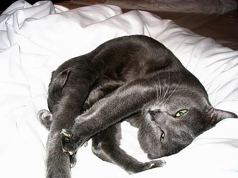 Korat Tammy billede 6