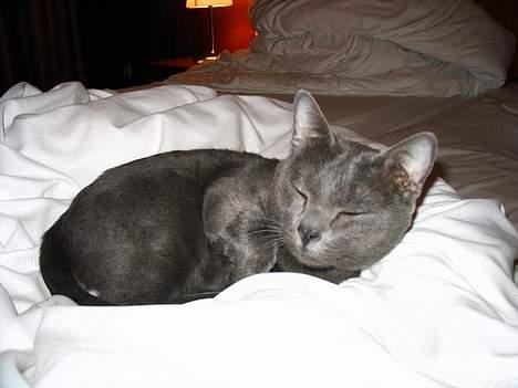 Korat Tammy billede 7