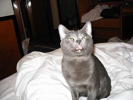 Korat Tammy billede 8