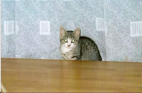 Huskat Katpige født. 21 / 6 - 05 - Katpige 13 uger - Lige flyttet ind.. billede 17