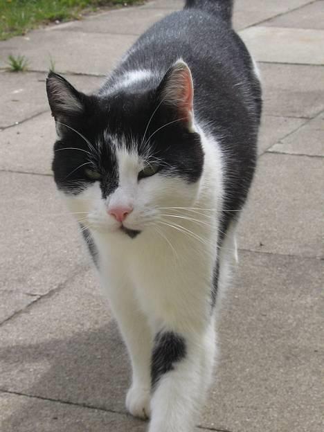 Blanding af racer Bassedrengen - Min smukke Bassedrengen  maj 2006 billede 1