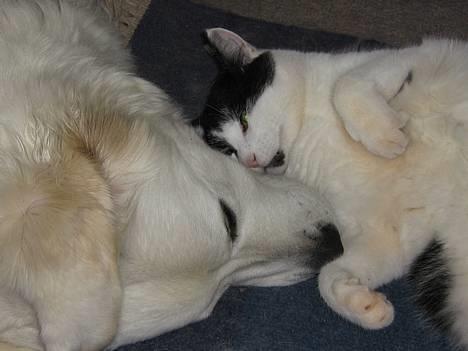 Blanding af racer Bassedrengen - Bassedrengen Ligger og sover med sin kæreste Athene 15 April 2006 billede 2