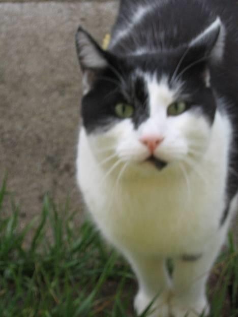 Blanding af racer Bassedrengen - Øh er det mig du taler til???? Bassedrengen Maj 2006 billede 3