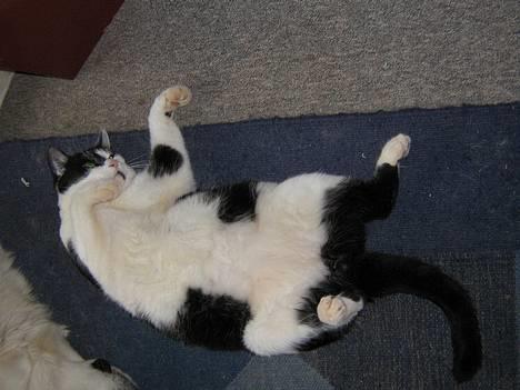 Blanding af racer Bassedrengen - Flader lige ud i fuld størrelse. 15 april 2006 billede 4