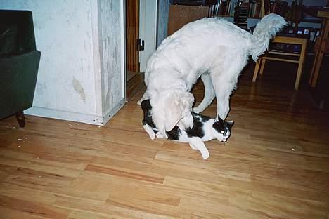 Blanding af racer Bassedrengen - Athene giver mig lige en omgang. Sommer 2003 billede 5