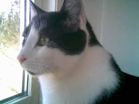 Blanding af racer Bassedrengen - Sikke et dejligt vejr det er i dag... April 2006 billede 6