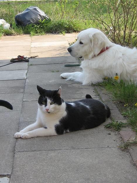 Blanding af racer Bassedrengen - Nyder lige livet i skyggen Maj 2006 billede 7