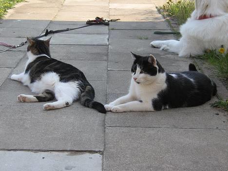 Blanding af racer Bassedrengen - Vi flader alle ud her i skyggen en dejlig solskinsdag i maj 2006 billede 8